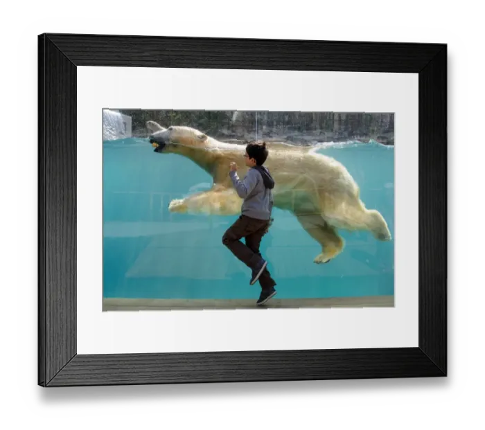 Framed Print : France-Zoo-Bear