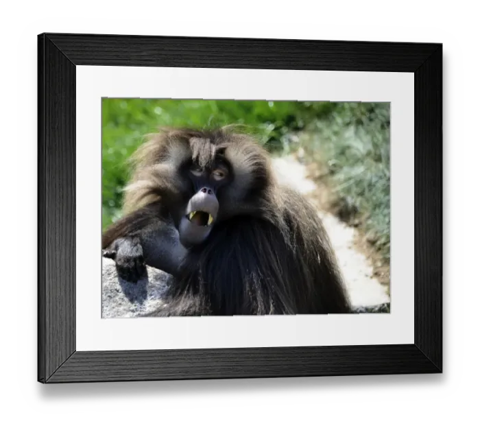 Framed Print : France-Zoo-Animal-Gelada Baboon