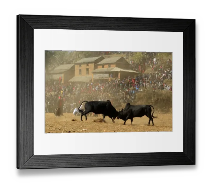 Framed Print : Nepal-Animal-Bull Fight