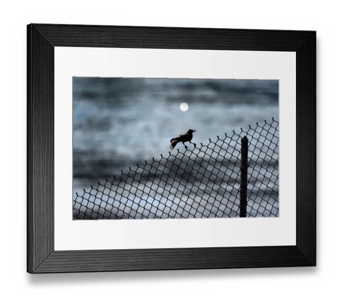 Framed Print : Panama-Animals-Birds-Feature Framed Print : Panama-Animals-Birds-Feature