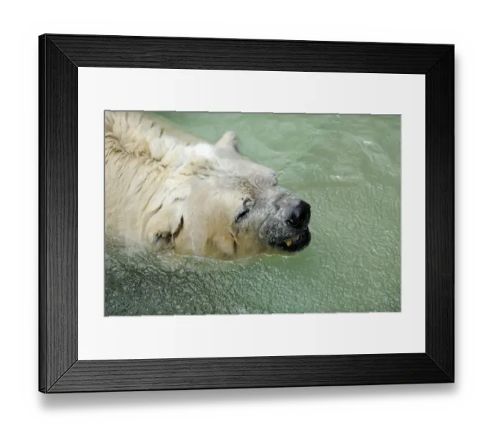 Framed Print : Argentina-Canada-Animals-Polar Bear-Zoo Framed Print : Argentina-Canada-Animals-Polar Bear-Zoo