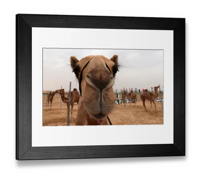 Framed Print : Uae-Camel-Race-Festival Framed Print : Uae-Camel-Race-Festival