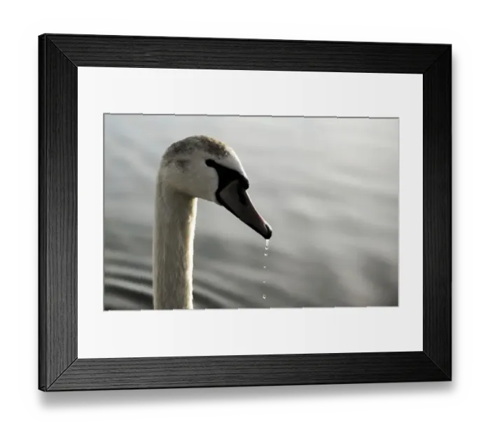 Framed Print : Macedonia-Animals Framed Print : Macedonia-Animals