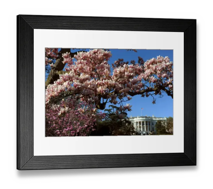 Framed Print : Us-White House-Flowers