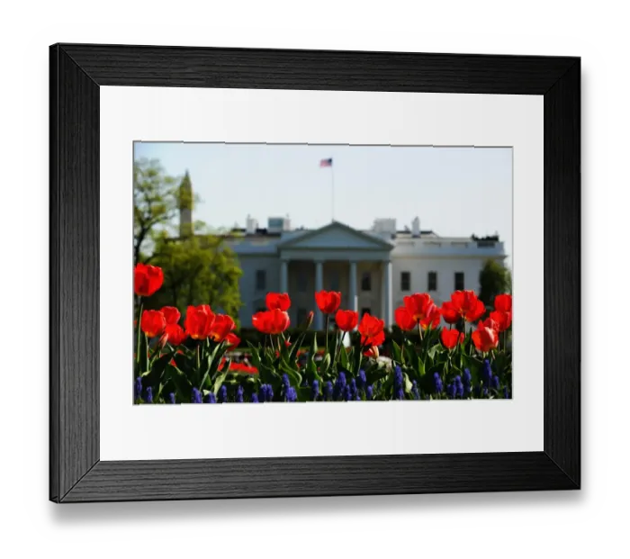 Framed Print : Us-Weather-Spring-Flower-White House