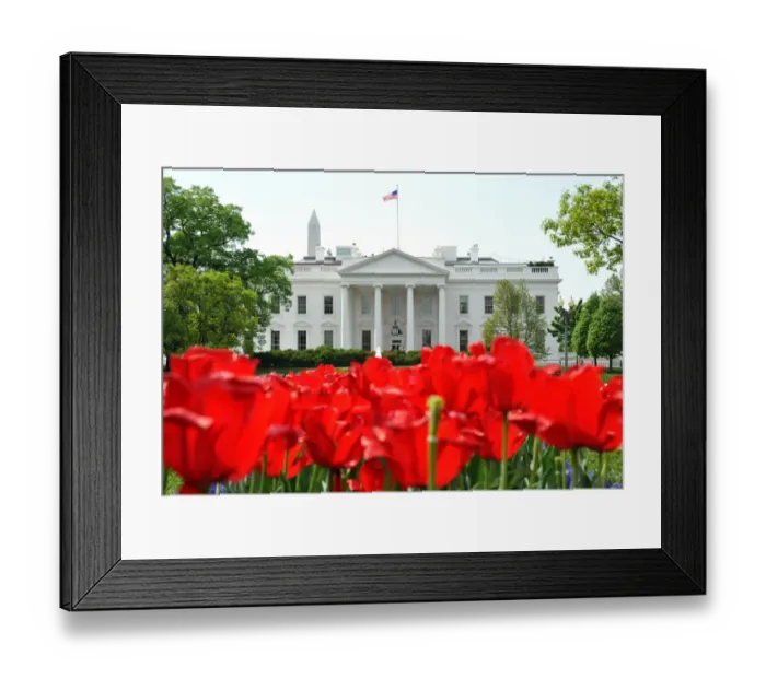 Framed Print : Us-Weather-Tulips Framed Print : Us-Weather-Tulips