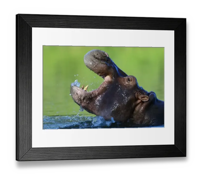 Framed Print : Colombia-Drugs-Escobar-Hippos