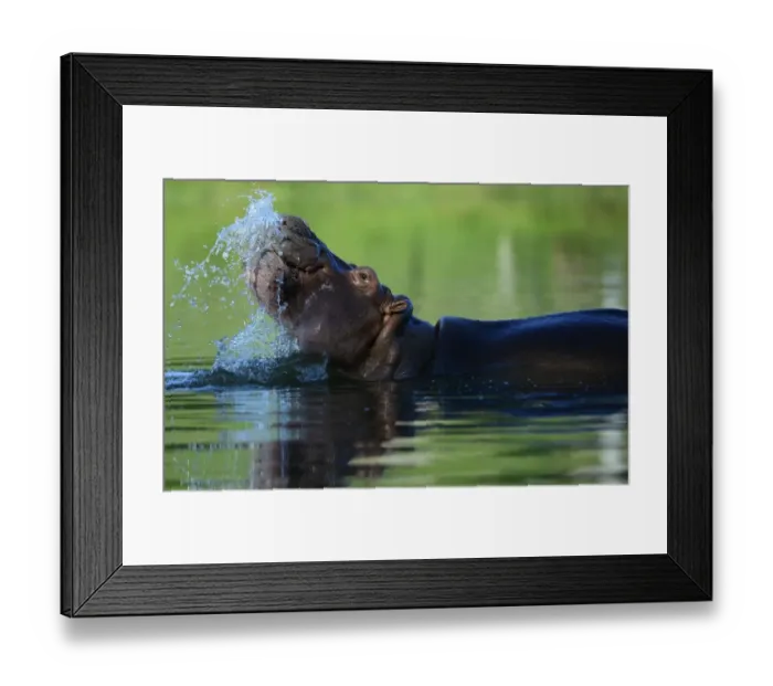 Framed Print : Colombia-Drugs-Escobar-Hippos