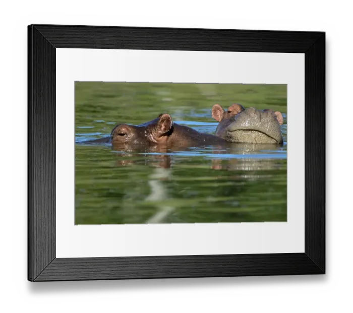 Framed Print : Colombia-Escobar-Hippos