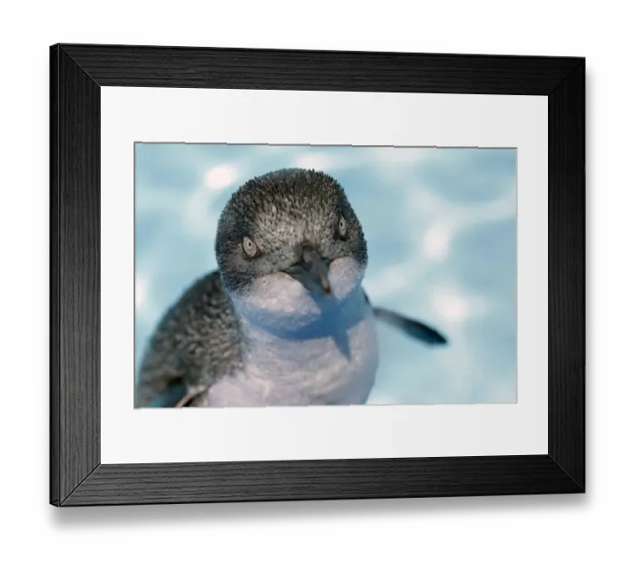 Framed Print : Nzealand-Accident-Environment-Ship Framed Print : Nzealand-Accident-Environment-Ship