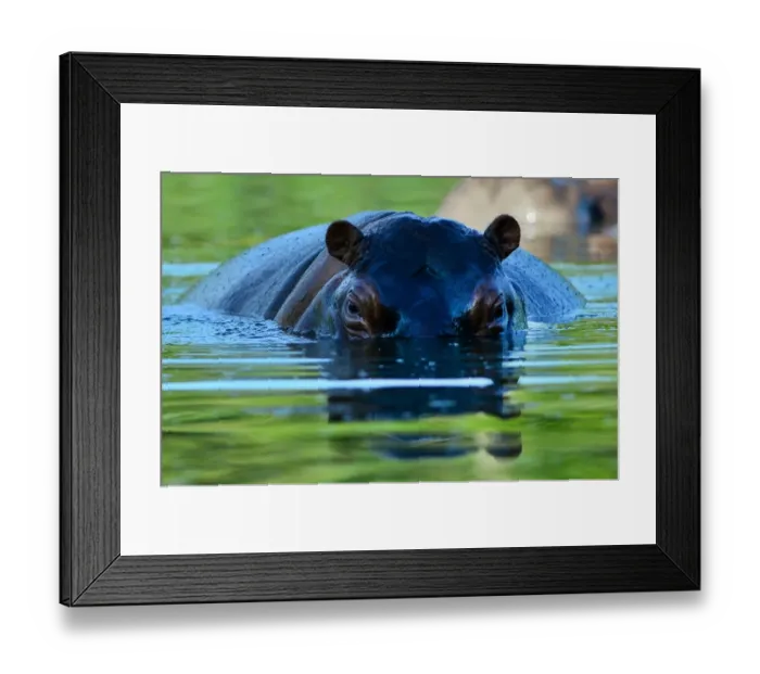 Framed Print : Colombia-Escobar-Hippos