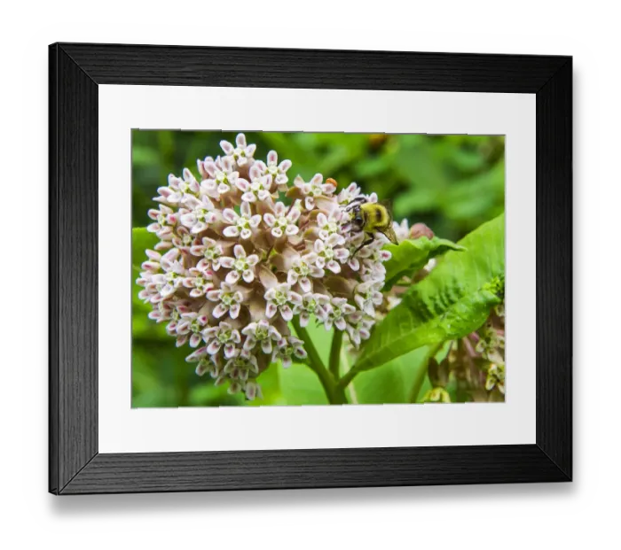 Framed Print : Us-Animal-Bee Framed Print : Us-Animal-Bee