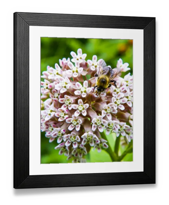 Framed Print : Us-Animal-Bee Framed Print : Us-Animal-Bee