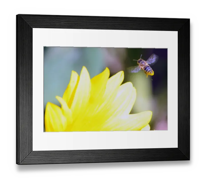 Framed Print : France-Animal-Environment Framed Print : France-Animal-Environment