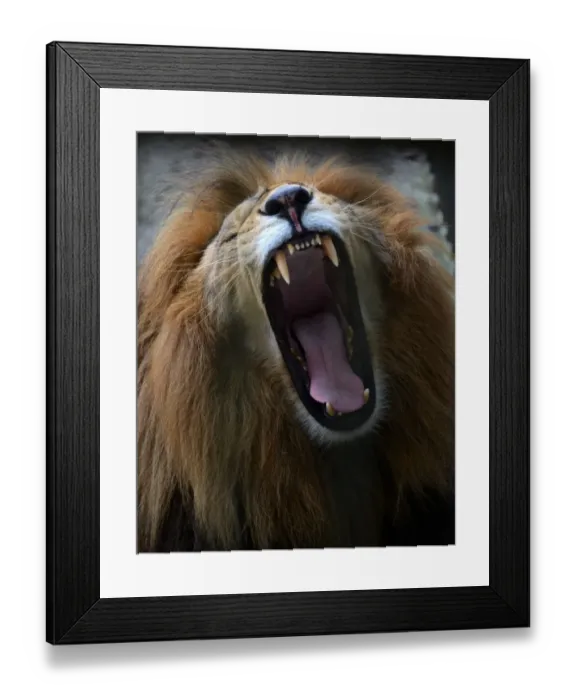 Framed Print : Honduras-Animals-Lion