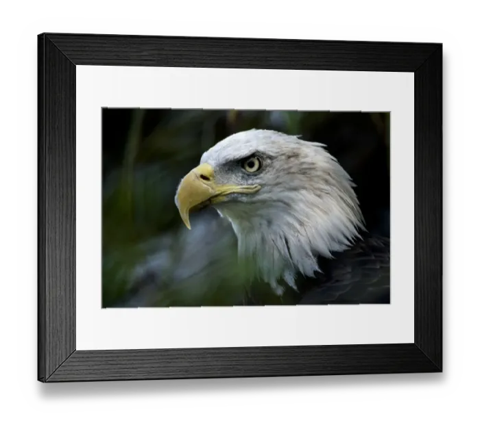 Framed Print : Us-Zoo-Bald-Eagle
