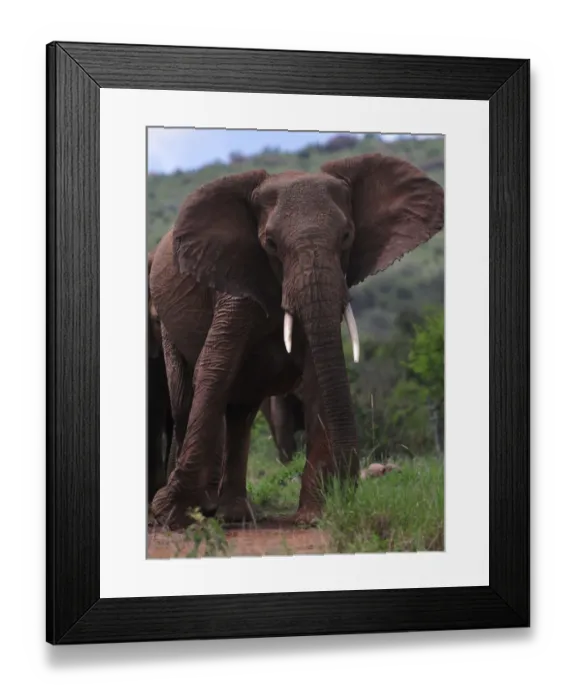 Framed Print : Kenya-Wildlife-Elephant Framed Print : Kenya-Wildlife-Elephant