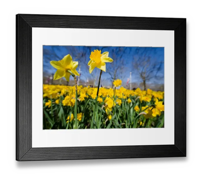 Framed Print : Britain-Weather-Spring Framed Print : Britain-Weather-Spring