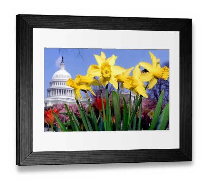 Framed Print : Us-Capitol-Spring Break-Flowers