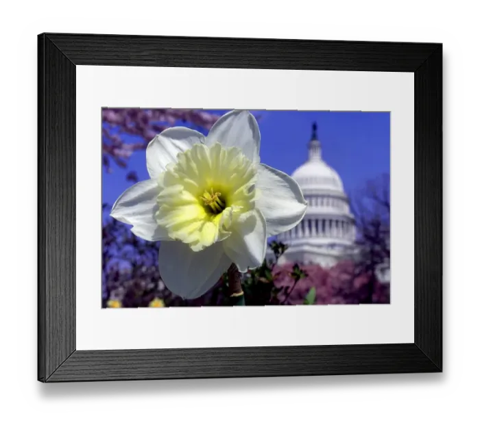 Framed Print : Us-Capitol-Flowers