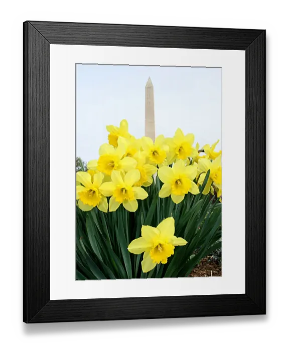 Framed Print : Us-Spring-Daffodils