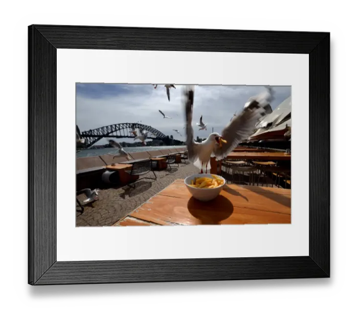 Framed Print : Australia-Animal-Seagulls Framed Print : Australia-Animal-Seagulls