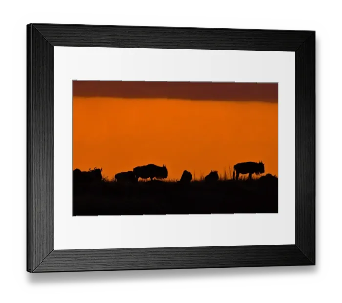 Framed Print : Kenya-Animals-Migration