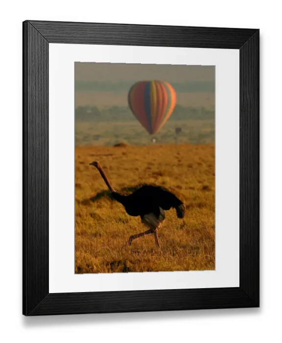 Framed Print : Kenya-Animals-Migration Framed Print : Kenya-Animals-Migration