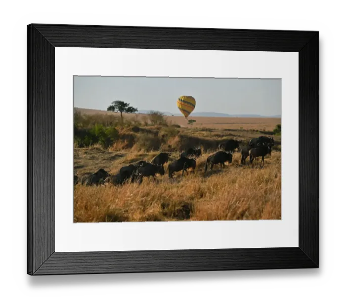 Framed Print : Kenya-Animals-Migration Framed Print : Kenya-Animals-Migration