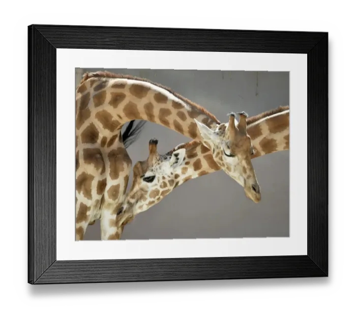 Framed Print : France-Animals-Zoo-Giraffe