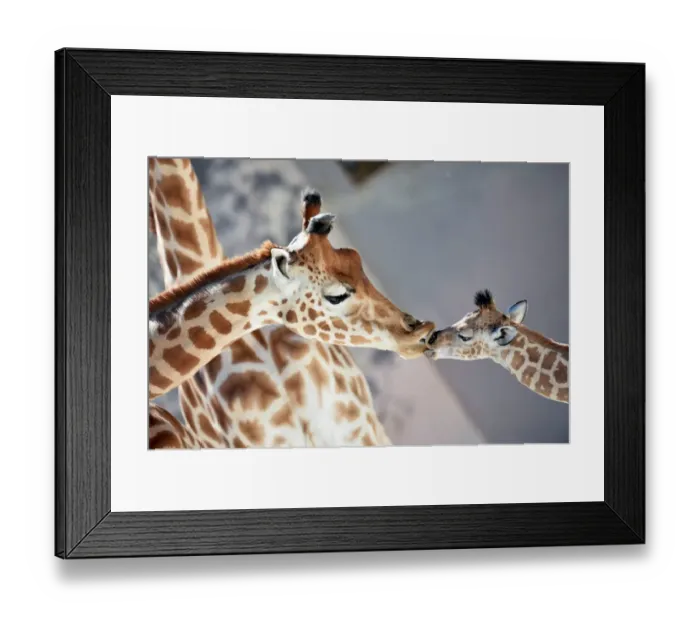 Framed Print : France-Animals-Zoo-Giraffe Framed Print : France-Animals-Zoo-Giraffe