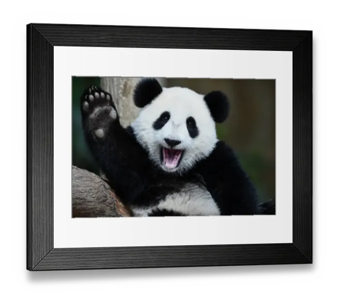Framed Print : Malaysia-China-Animal-Panda Framed Print : Malaysia-China-Animal-Panda