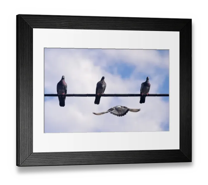 Framed Print : Us-Feature-Birds Framed Print : Us-Feature-Birds