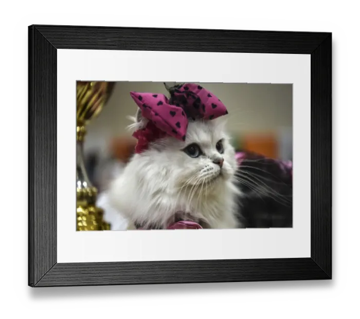 Framed Print : Turkey-Animals-Cats-Contest Framed Print : Turkey-Animals-Cats-Contest