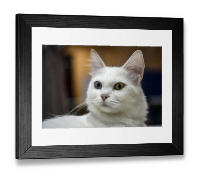 Framed Print : Turkey-Animals-Cats-Contest Framed Print : Turkey-Animals-Cats-Contest