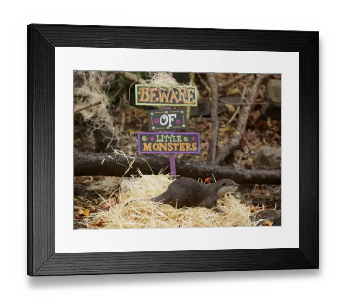 Framed Print : Us-Holiday-Pumpkinbash-Zoo-Feature Framed Print : Us-Holiday-Pumpkinbash-Zoo-Feature