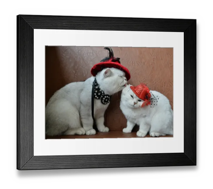 Framed Print : Kyrgyzstan-Animals-Cats-Feature Framed Print : Kyrgyzstan-Animals-Cats-Feature