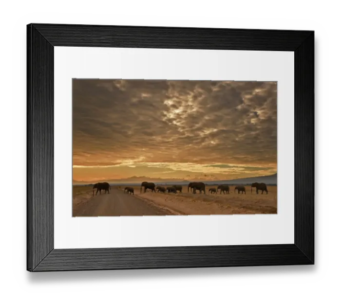 Framed Print : Kenya-Nature-Conservation-Animal-Elephant-Wildlife-Feature