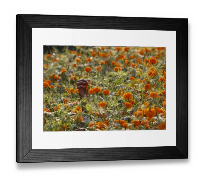 Framed Print : Nepal-Religion-Festival-Tihar Framed Print : Nepal-Religion-Festival-Tihar
