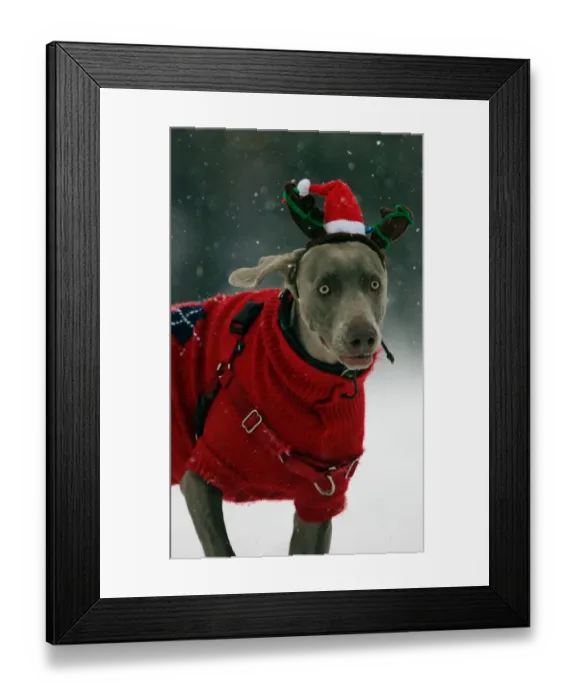 Framed Print : Us-Weather-Snow-Dog