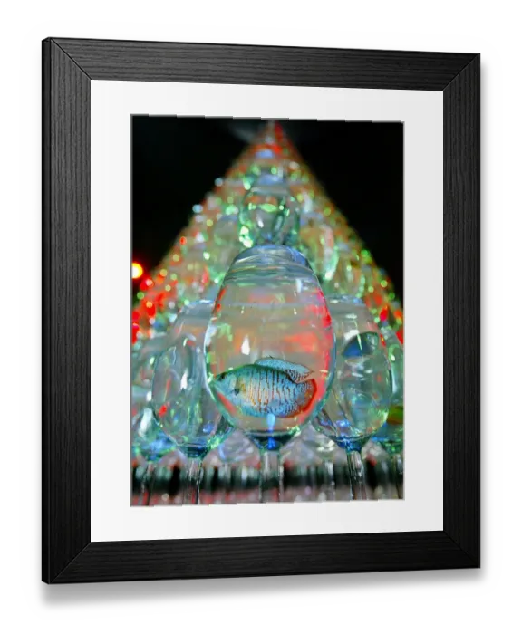Framed Print : Japan-Aquarium-Xmas Framed Print : Japan-Aquarium-Xmas