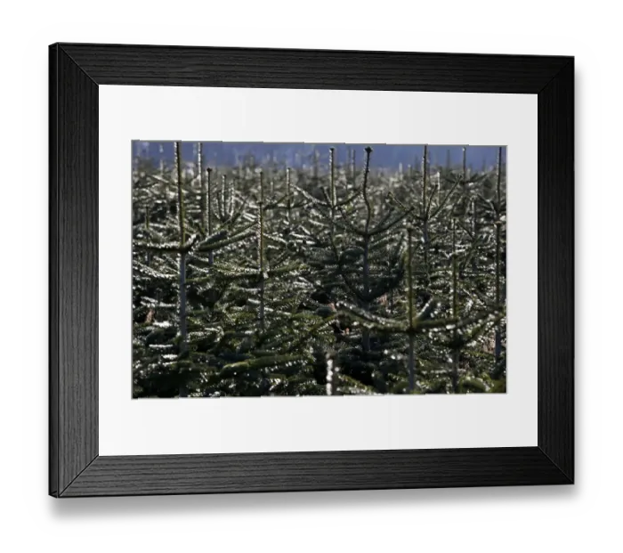 Framed Print : Britain-Christmas-Feature