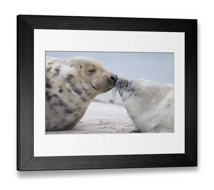 Framed Print : Germany-Animal-Environment-Seal