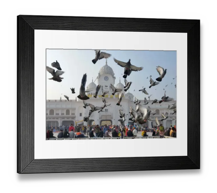 Framed Print : India-Religion-Sikh-New-Year Framed Print : India-Religion-Sikh-New-Year