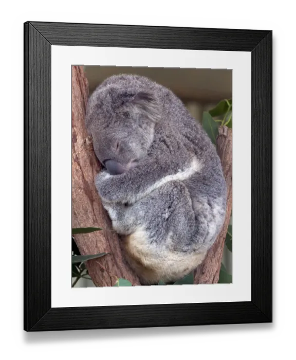 Framed Print : Australia-Zoo