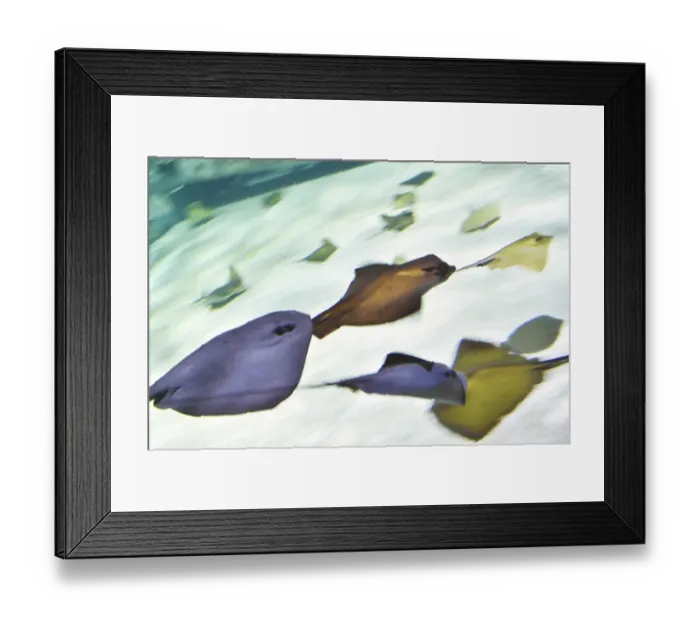 Framed Print : Pacific skates swim at the Ocearium in Le Croisic, western France, on December 6, 2016
