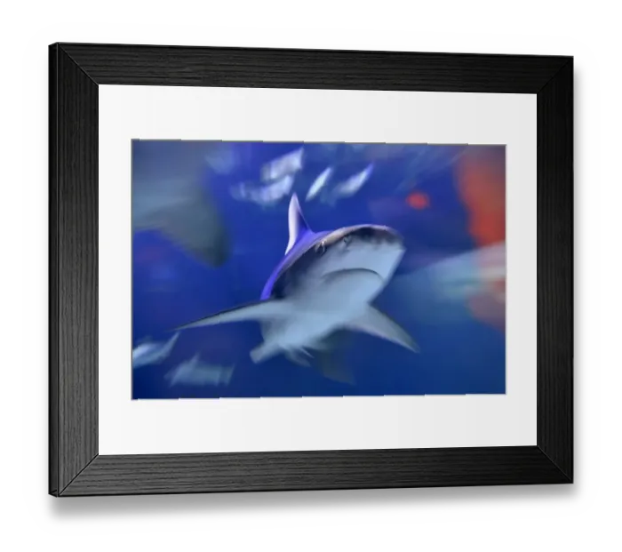 Framed Print : France-Nature-Sea-Animals-Feature