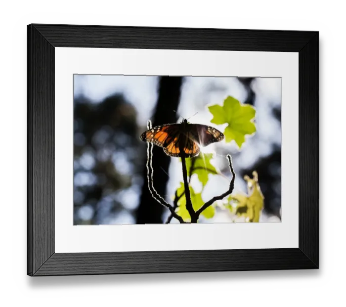 Framed Print : Mexico-Animals-Monarch-Butterflies Framed Print : Mexico-Animals-Monarch-Butterflies