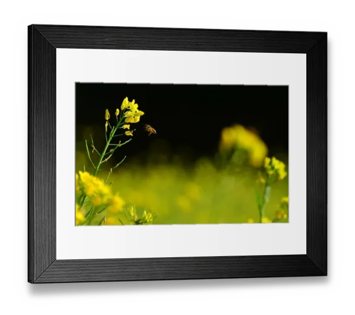 Framed Print : India-Environment-Bee Framed Print : India-Environment-Bee
