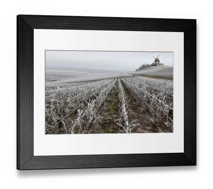 Framed Print : France-Vineyard-Agriculture Framed Print : France-Vineyard-Agriculture